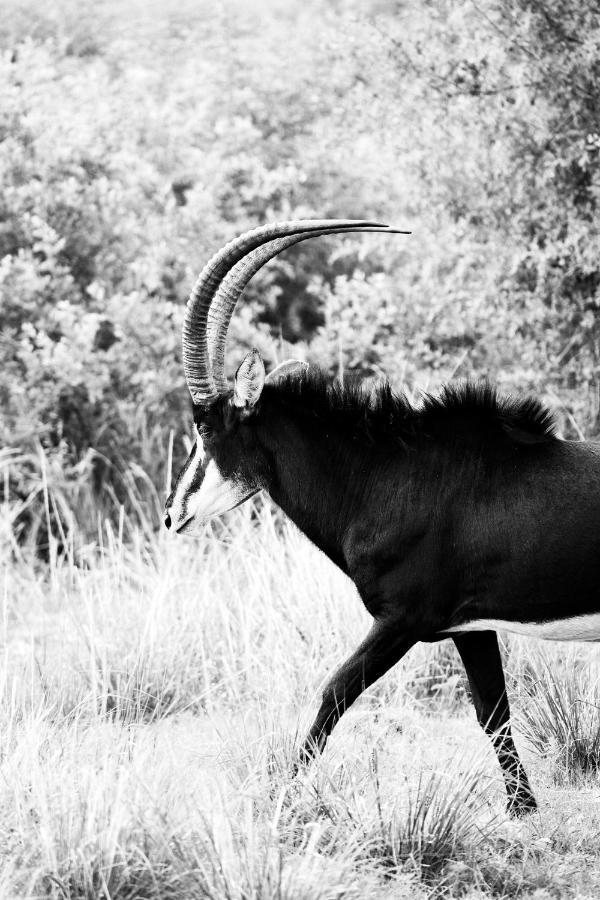 Letamo At Qwabi Private Game Reserve By Newmark Bela-Bela Eksteriør bilde