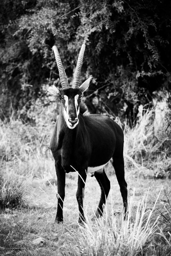 Letamo At Qwabi Private Game Reserve By Newmark Bela-Bela Eksteriør bilde