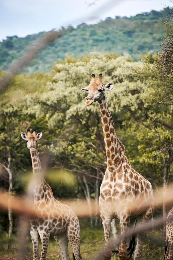 Letamo At Qwabi Private Game Reserve By Newmark Bela-Bela Eksteriør bilde