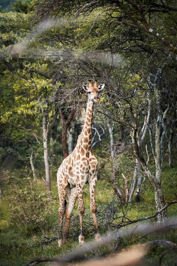 Letamo At Qwabi Private Game Reserve By Newmark Bela-Bela Eksteriør bilde